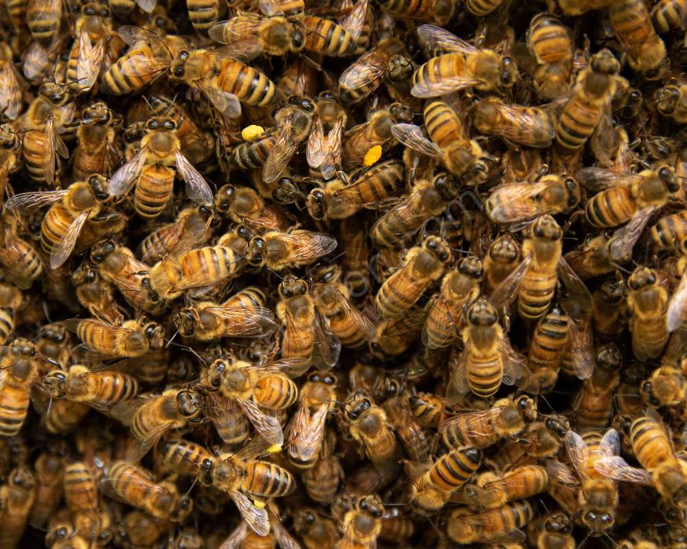 Science Behind the Buzz